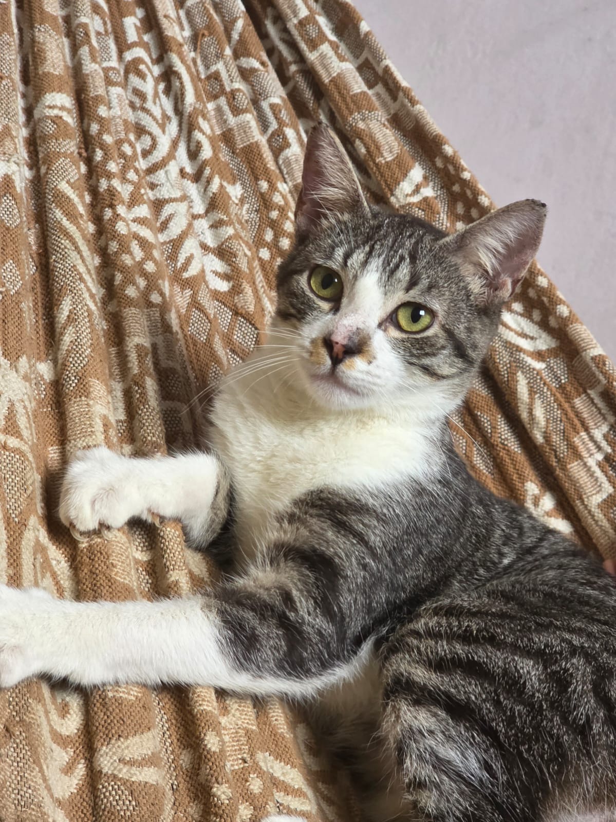 Bolinha, gato para adoção