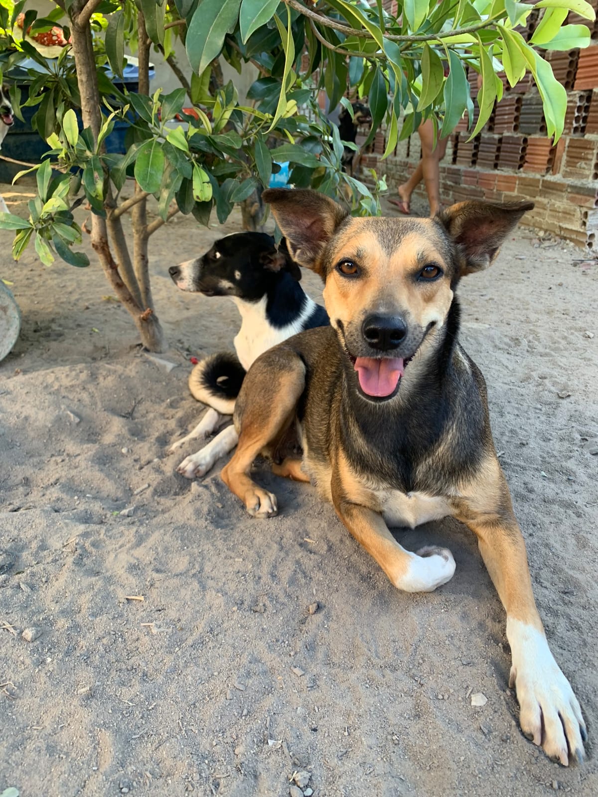 Jessica, cão para adoção