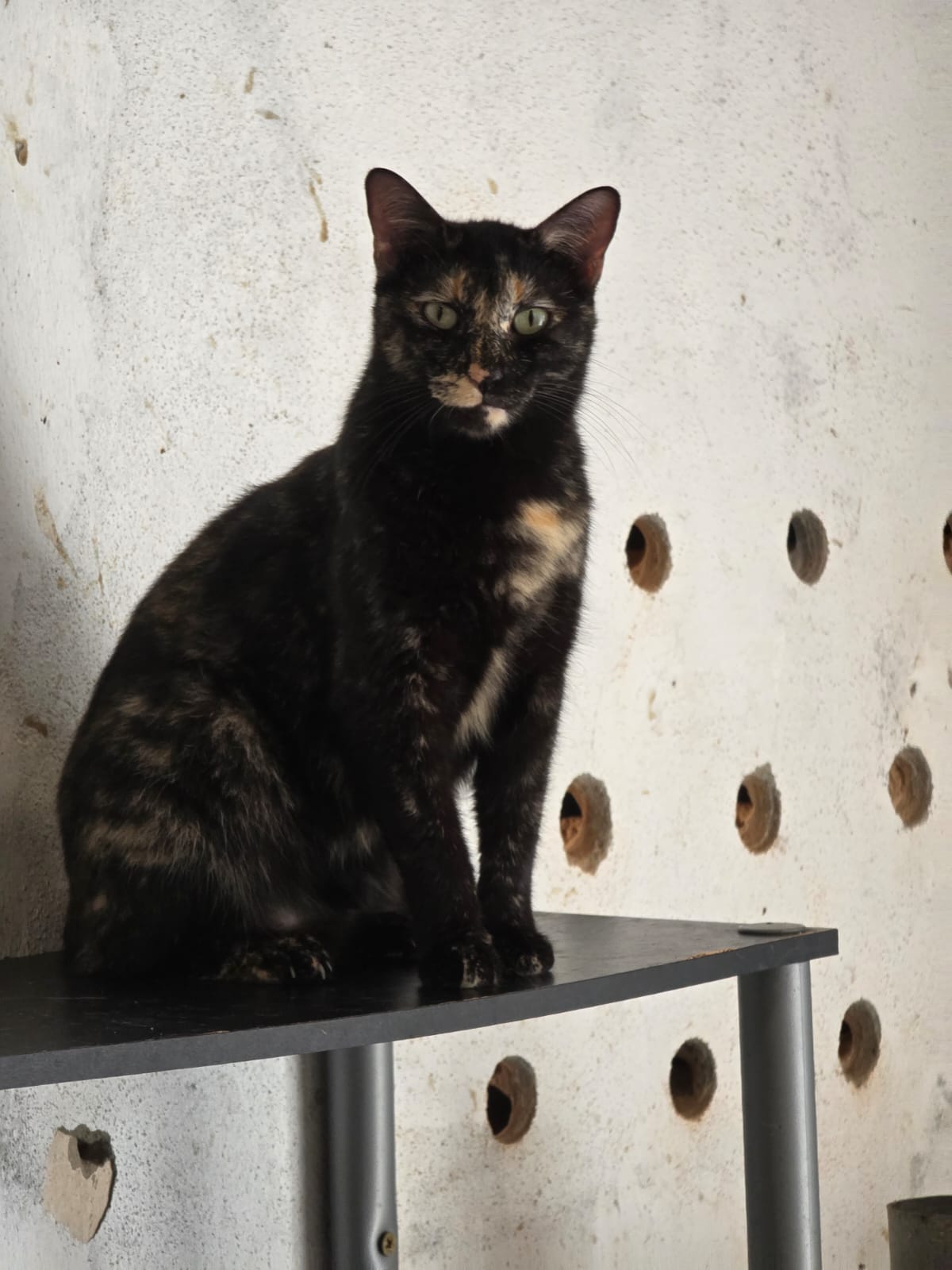 Lulu gatinha, gato para adoção