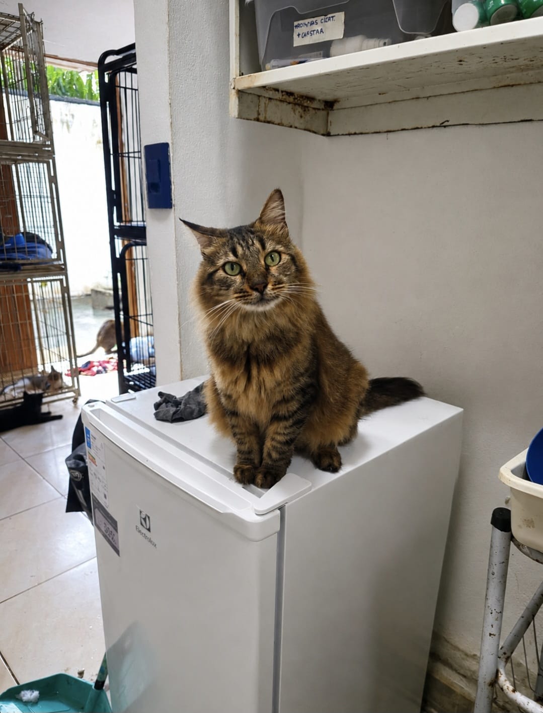 Napoleão, gato para adoção