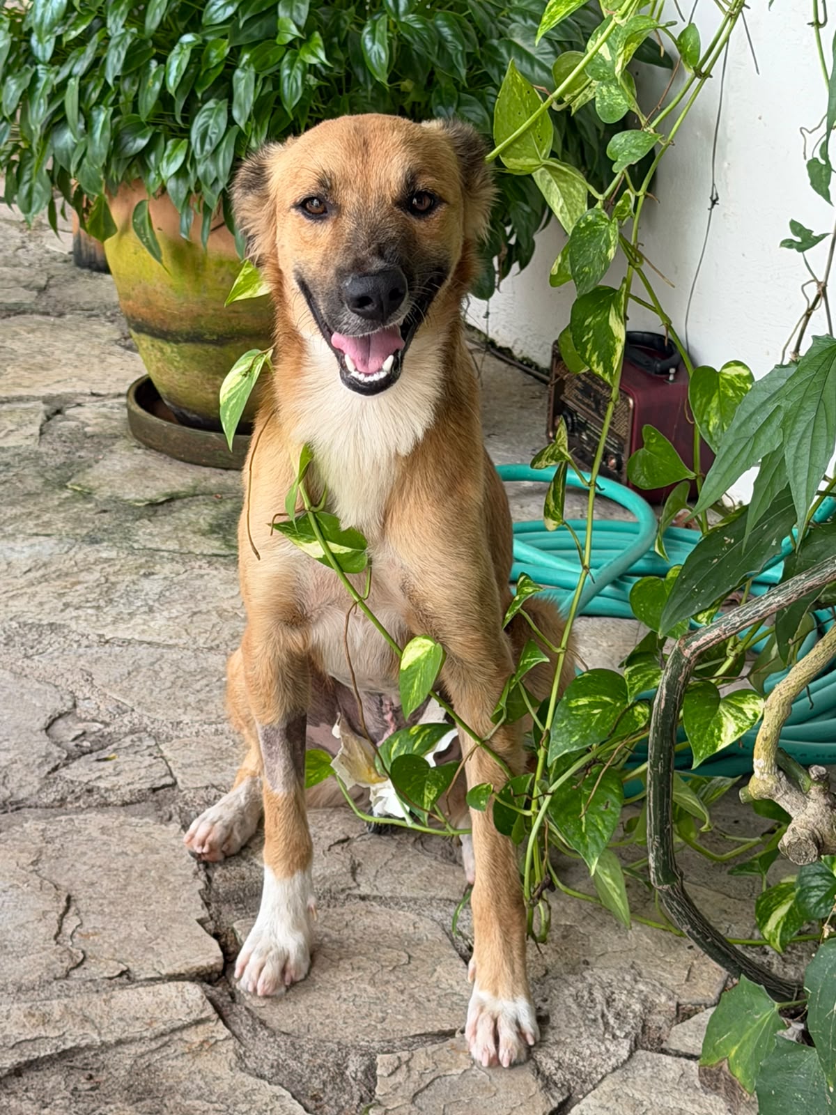 Rauf, cão para adoção