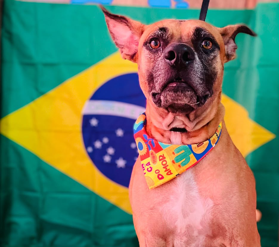 Samuca, cão para adoção