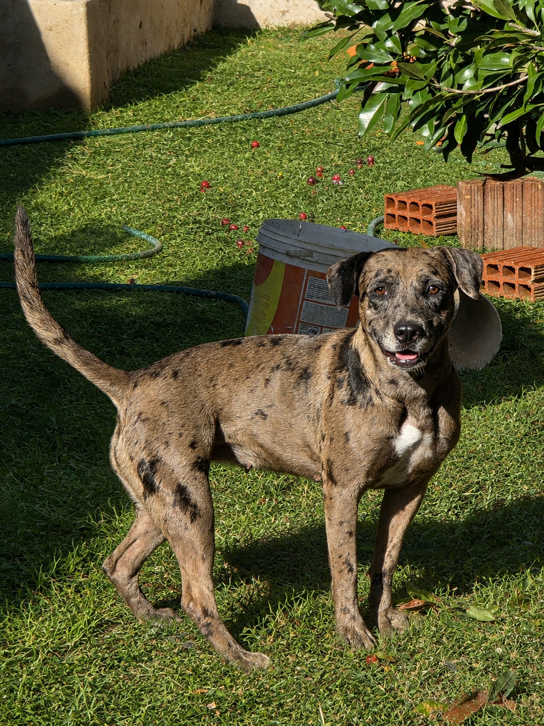 Xena, cão para adoção